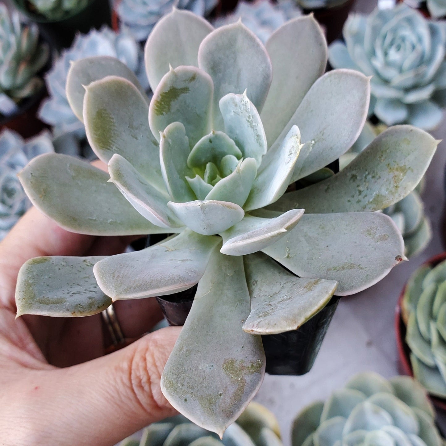 Echeveria lilacina 'Ghost'