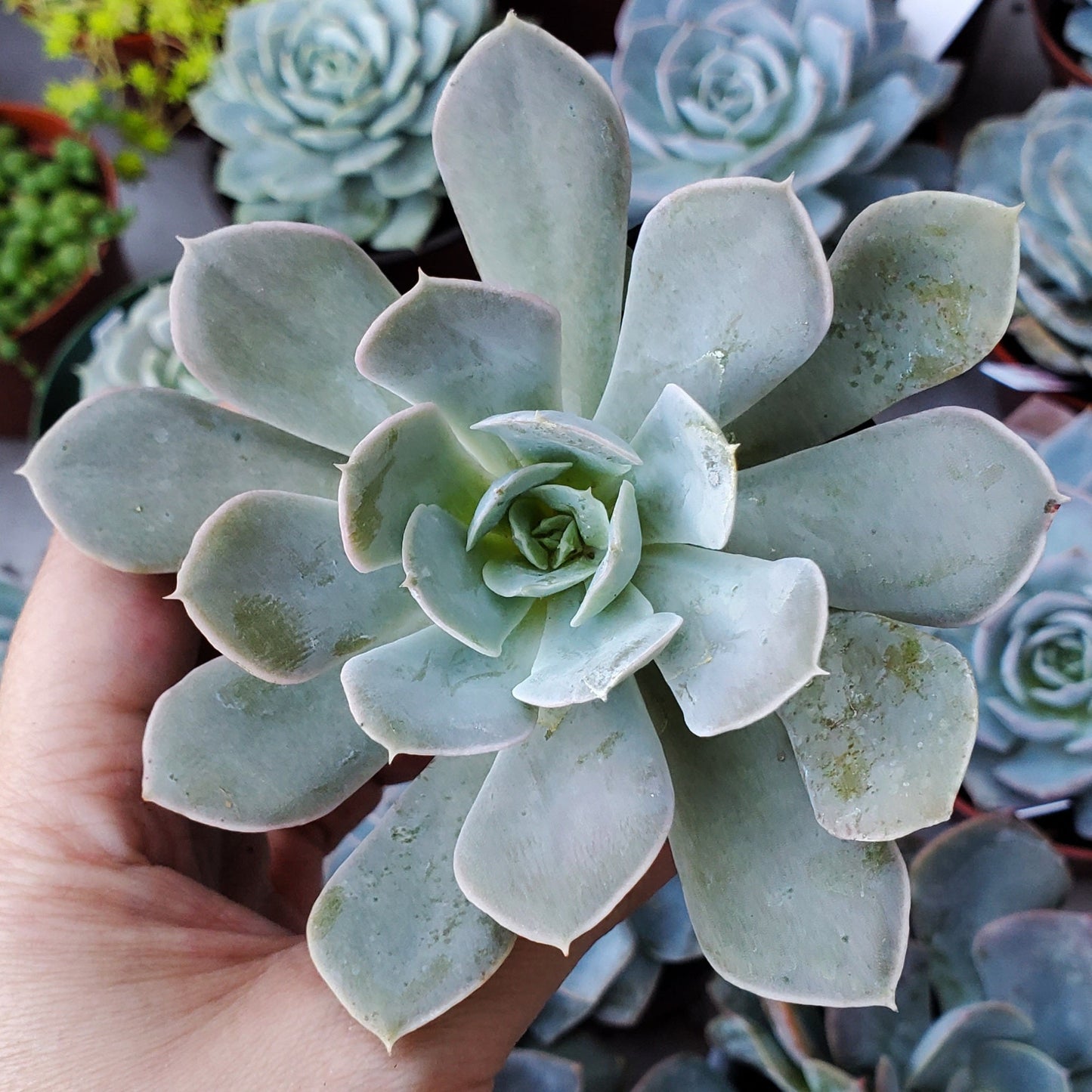 Echeveria lilacina 'Ghost'