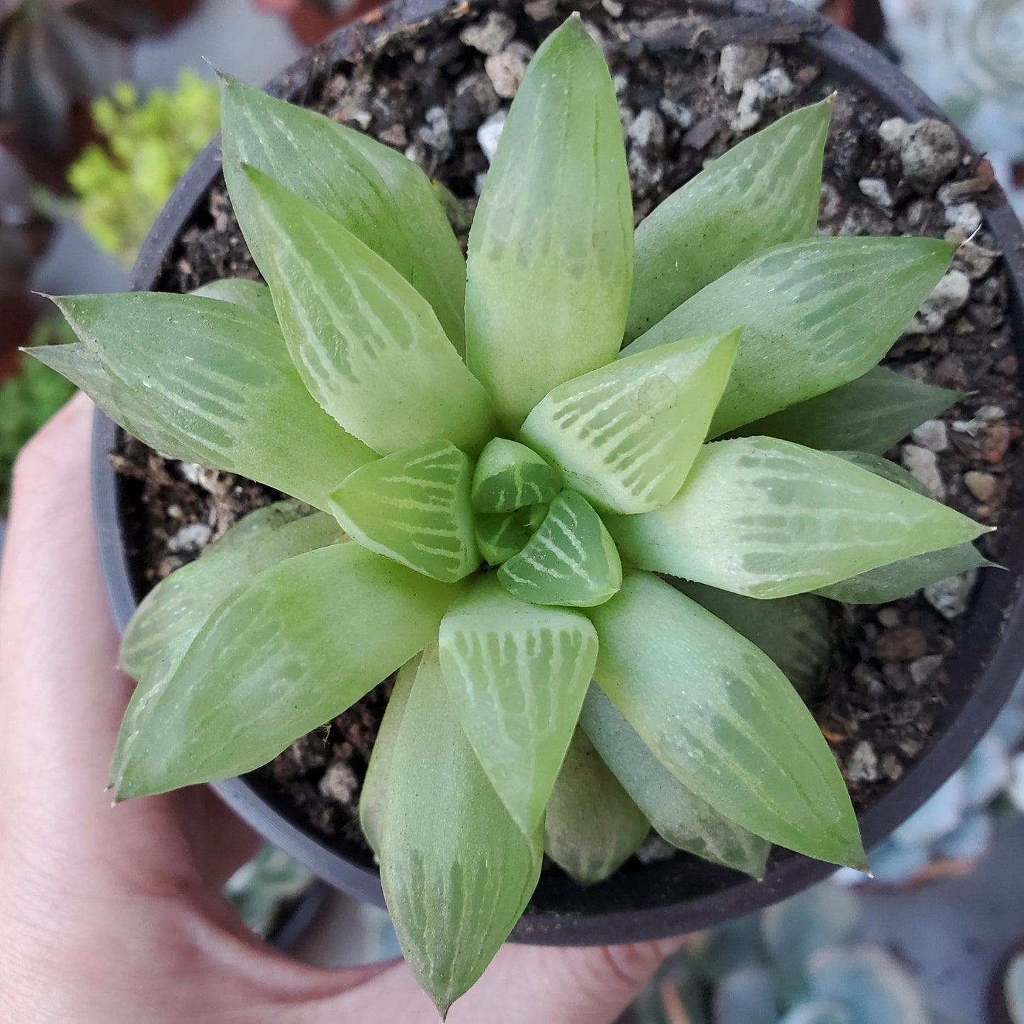 Haworthia retusa f. geraldii
