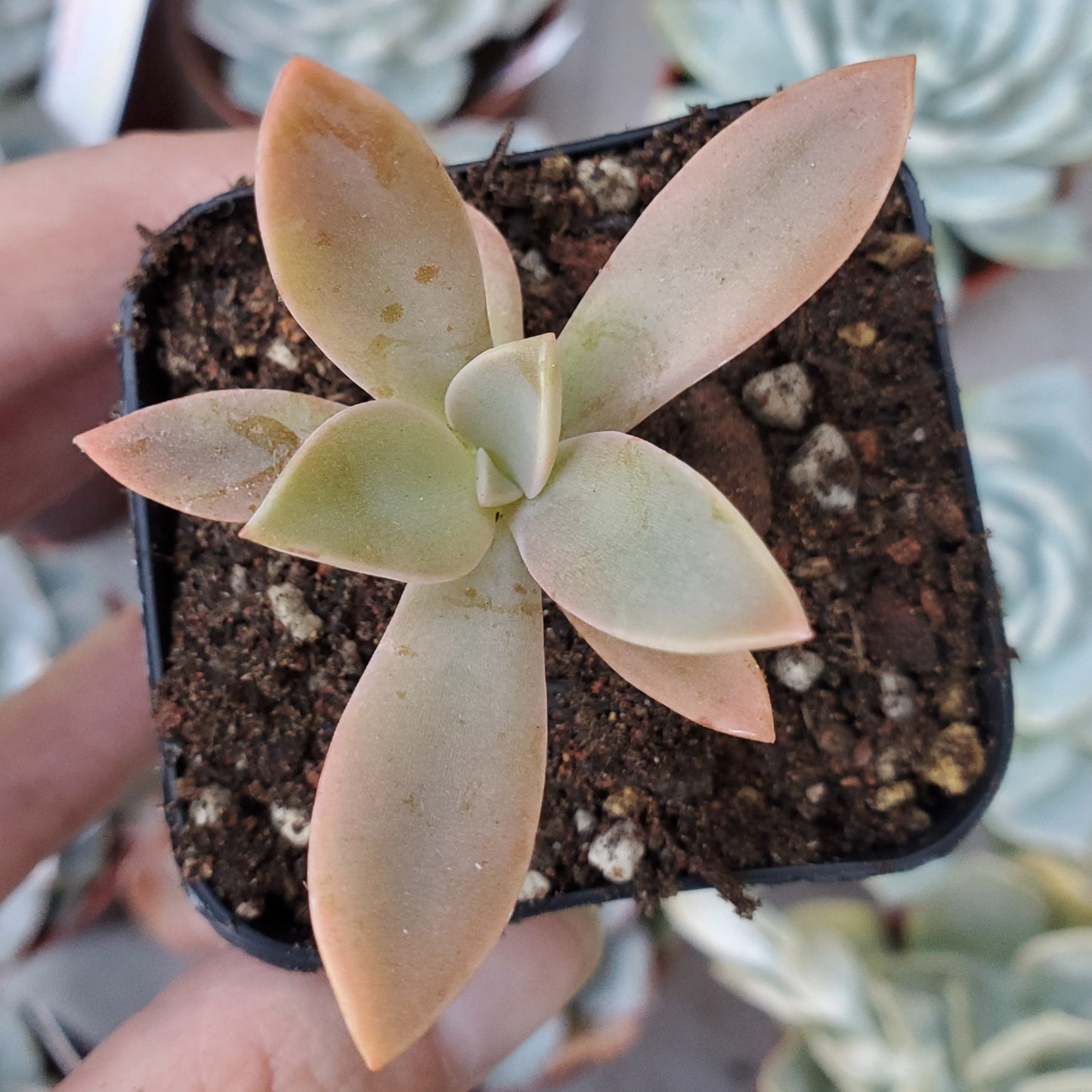 Graptoveria 'Fred Ives'