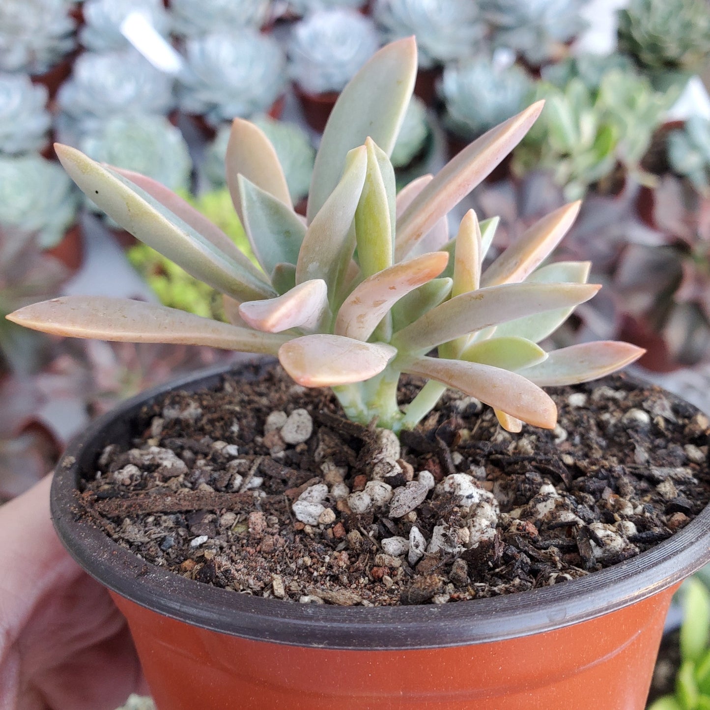 Graptoveria 'Fred Ives'