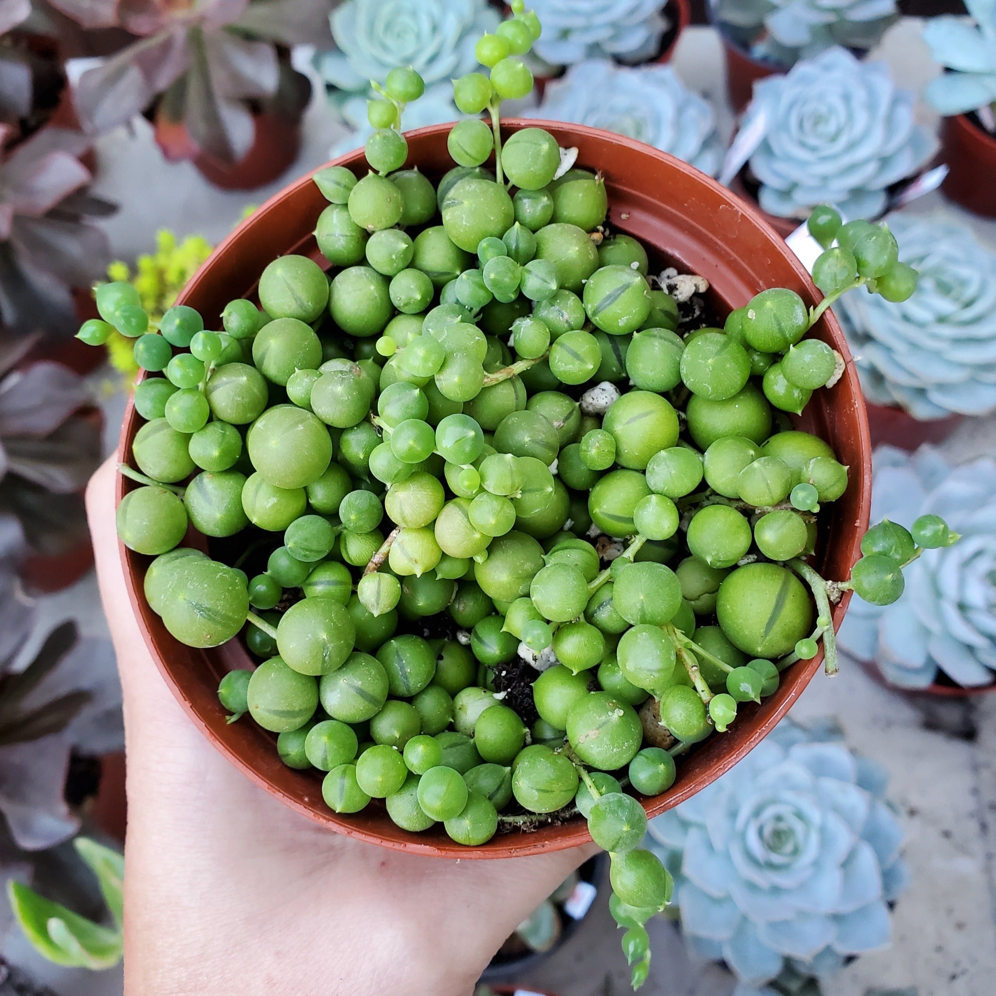 succulent senecio rowleyanus Senecio rowleyanus 'String of Pearls'