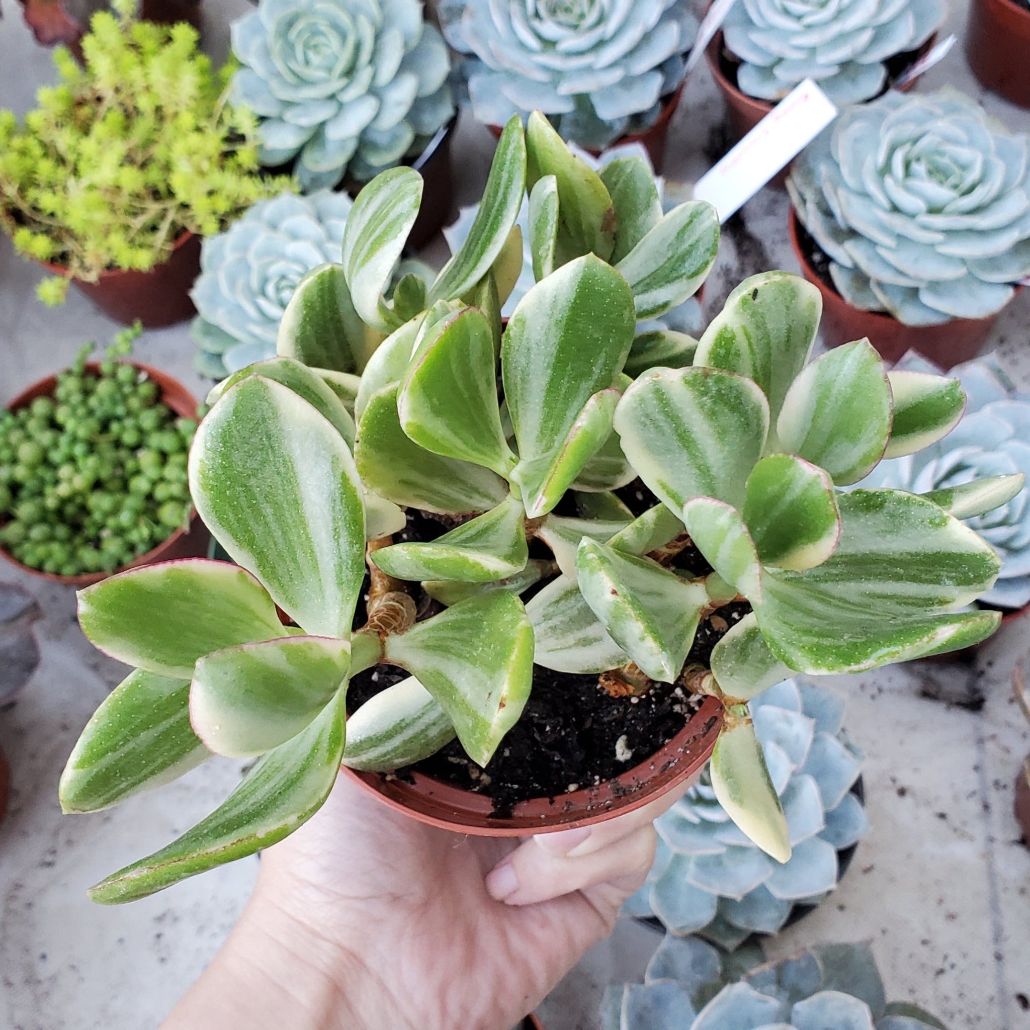 is a money tree a succulent Crassula argentea variegata 'Money Tree'