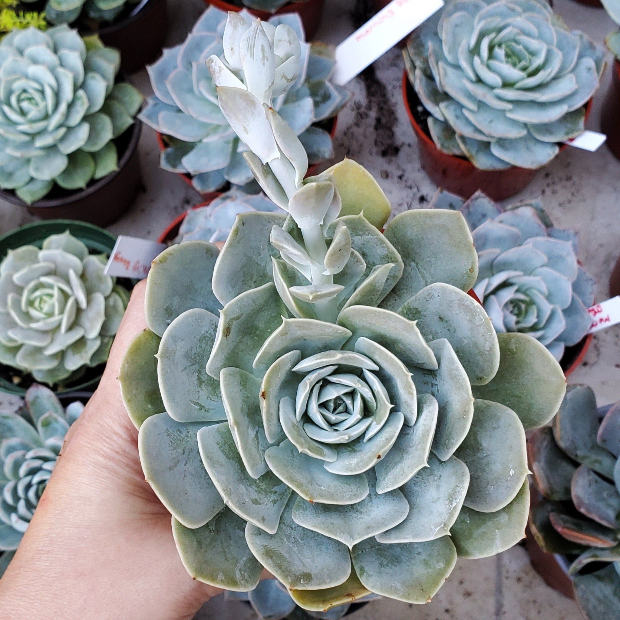 ghost succulent echeveria Echeveria lilacina 'Ghost'