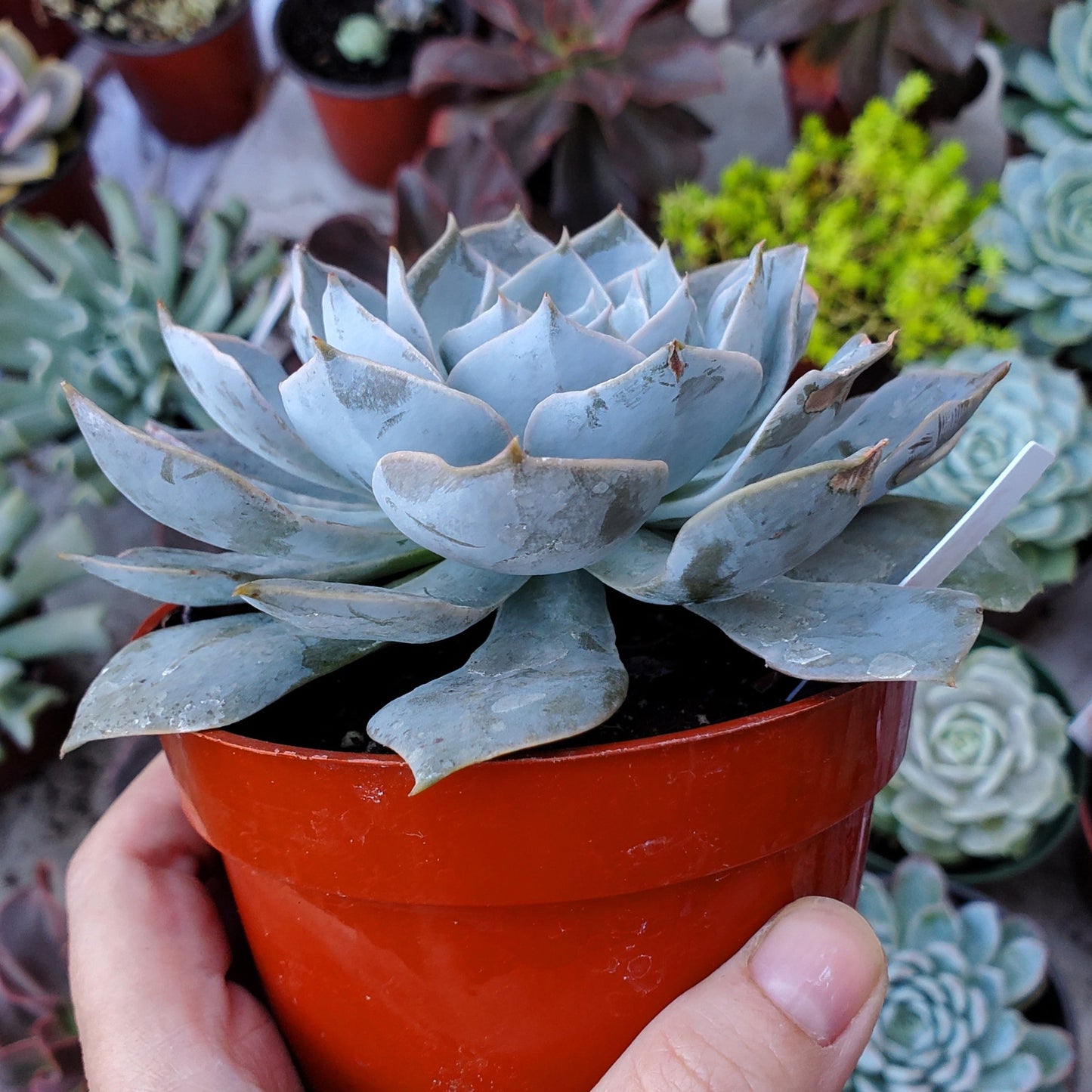 Echeveria 'Morning Beauty'