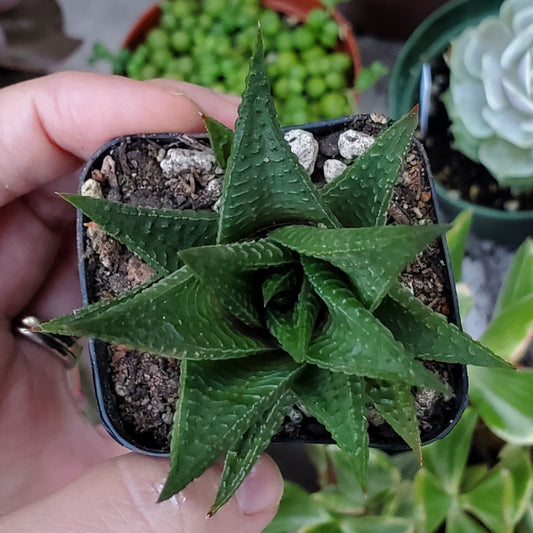 Haworthia limifolia 'Fairy Washboard'