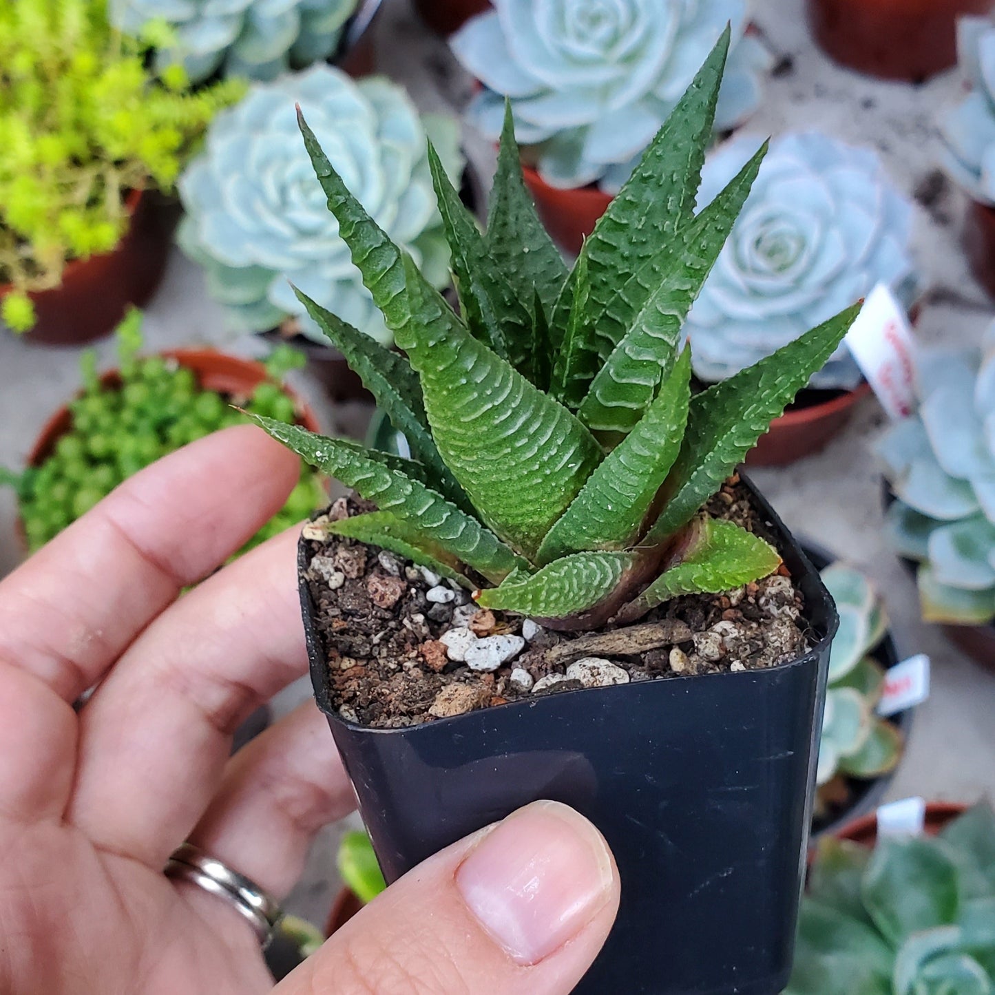 Haworthia limifolia 'Fairy Washboard'