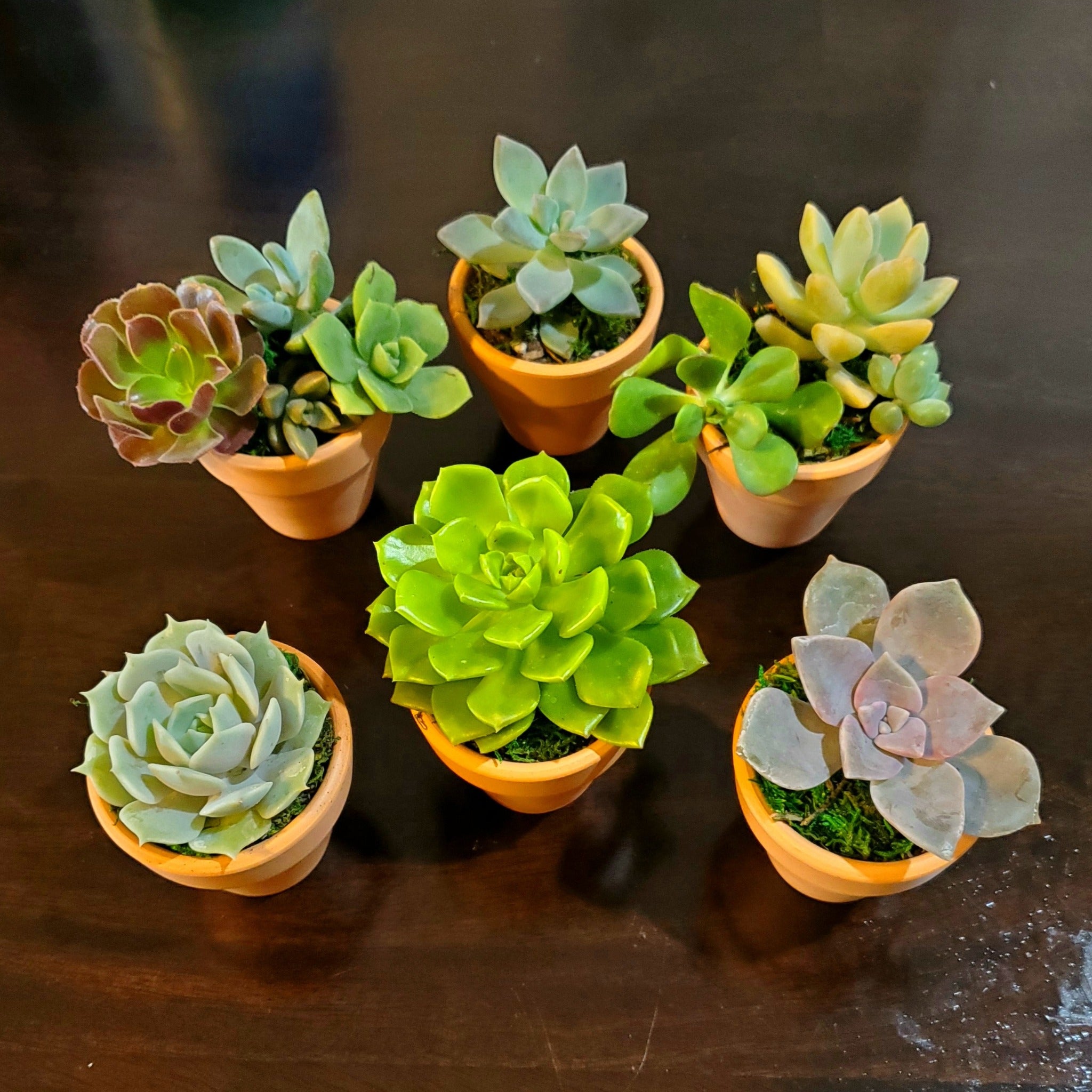 tiny succulent pots Succulent Favors in Mini Terracotta Pots