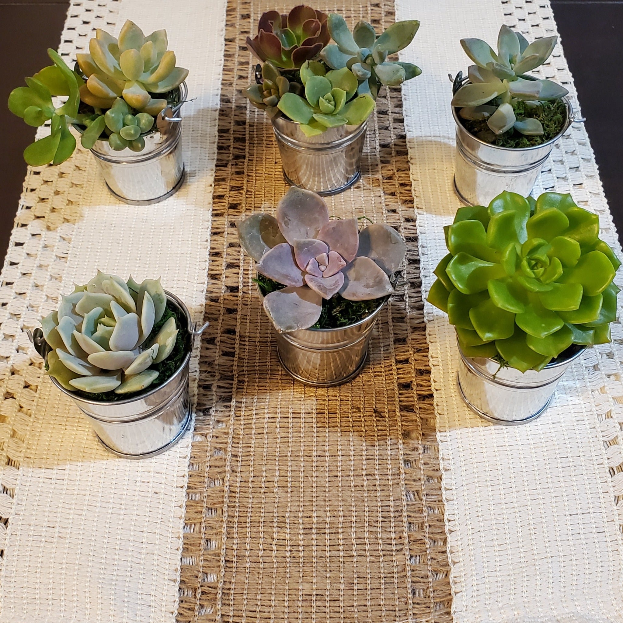 succulent plant favors Succulent Favors in Mini Metal Pails with Handles