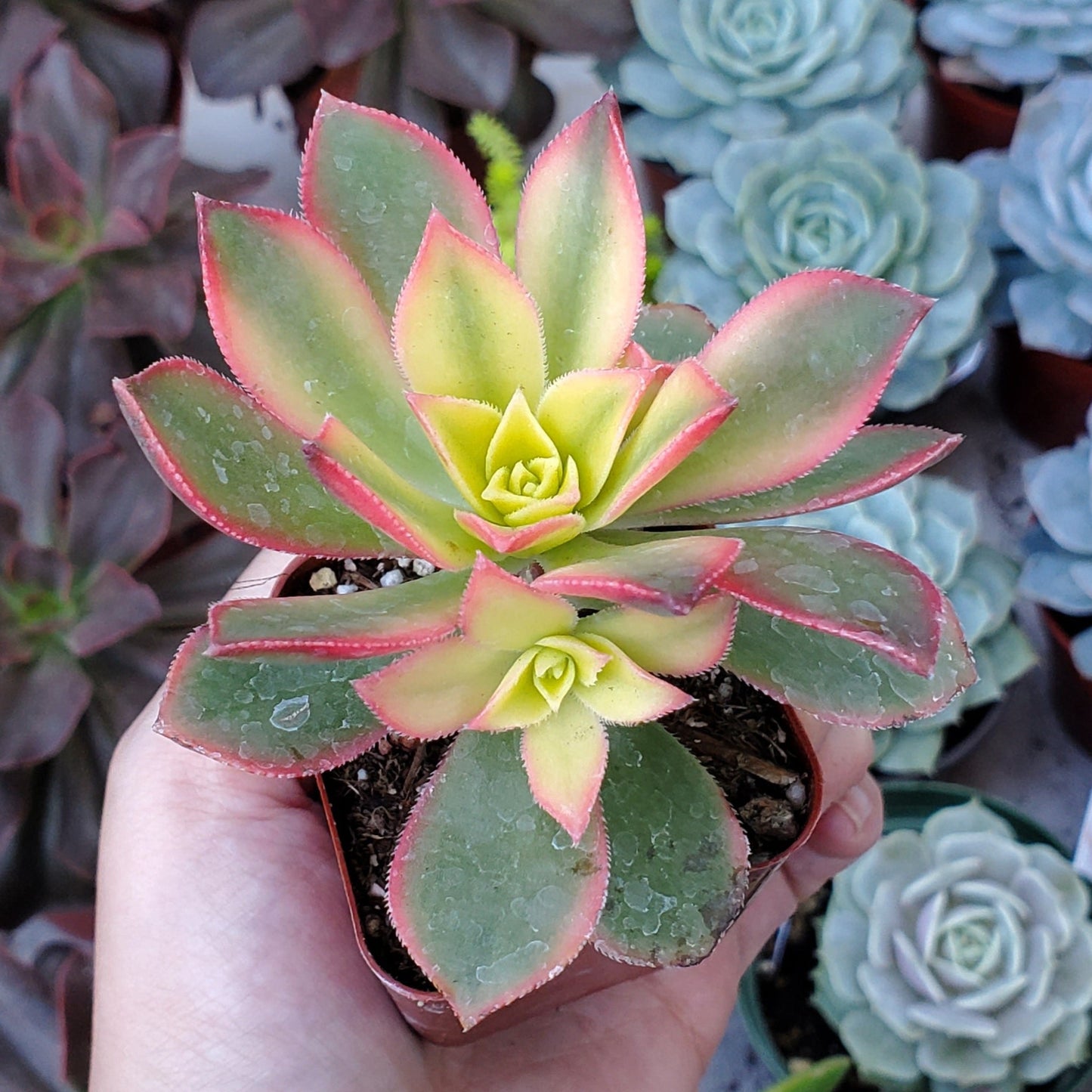 Aeonium 'Kiwi'