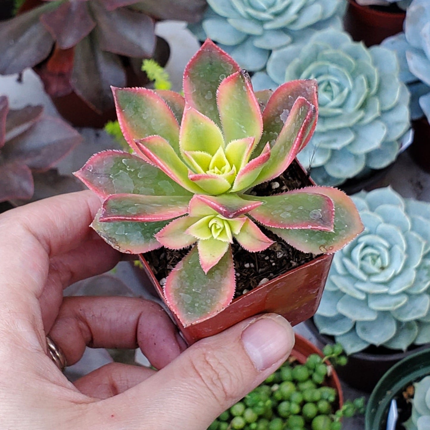 Aeonium 'Kiwi'