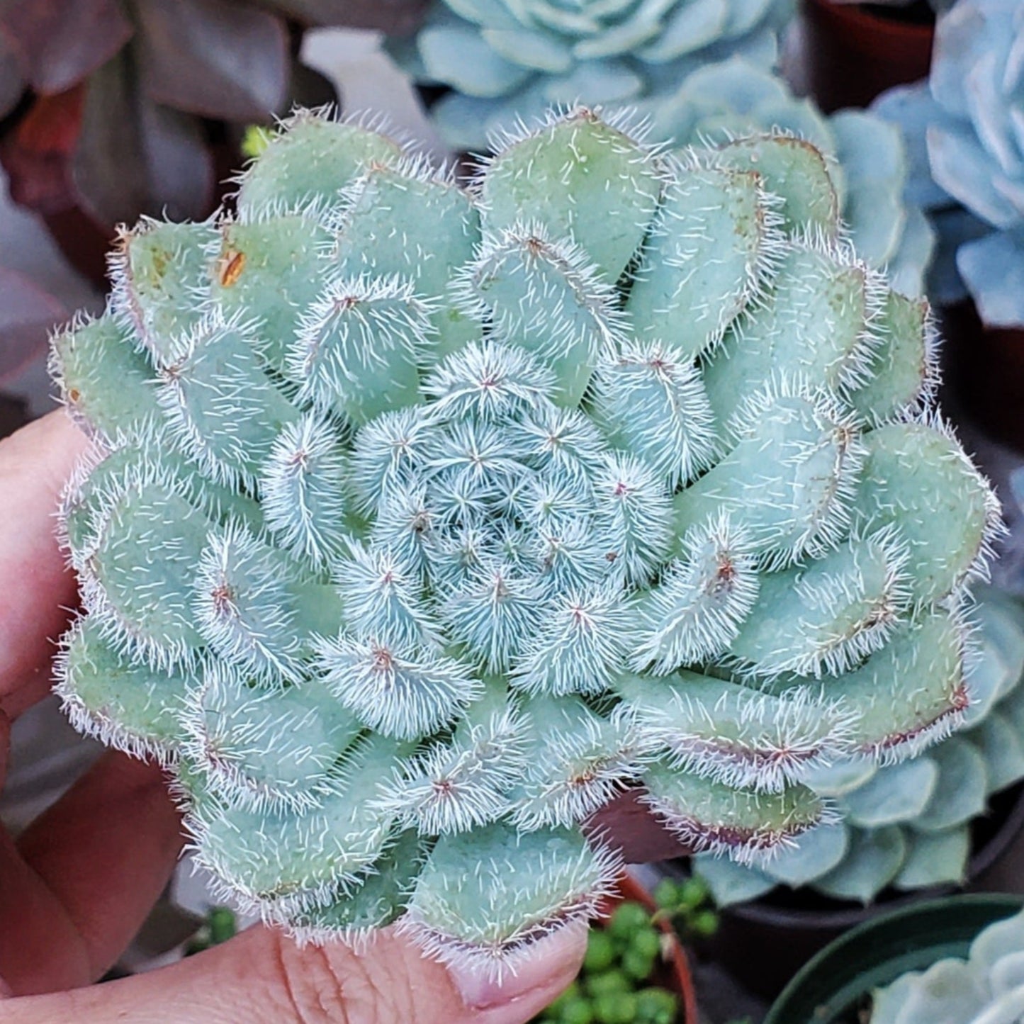 Echeveria setosa 'Mexican Firecracker'