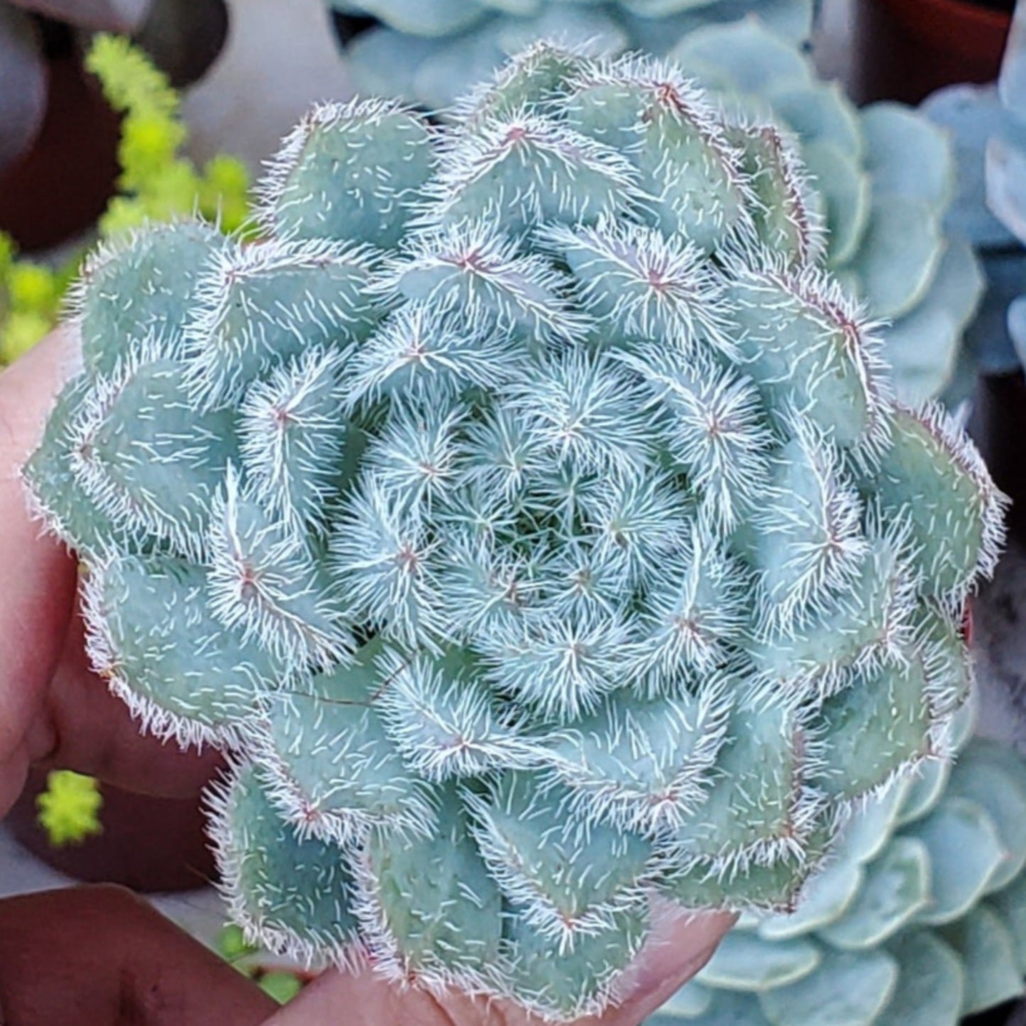 Echeveria setosa 'Mexican Firecracker'