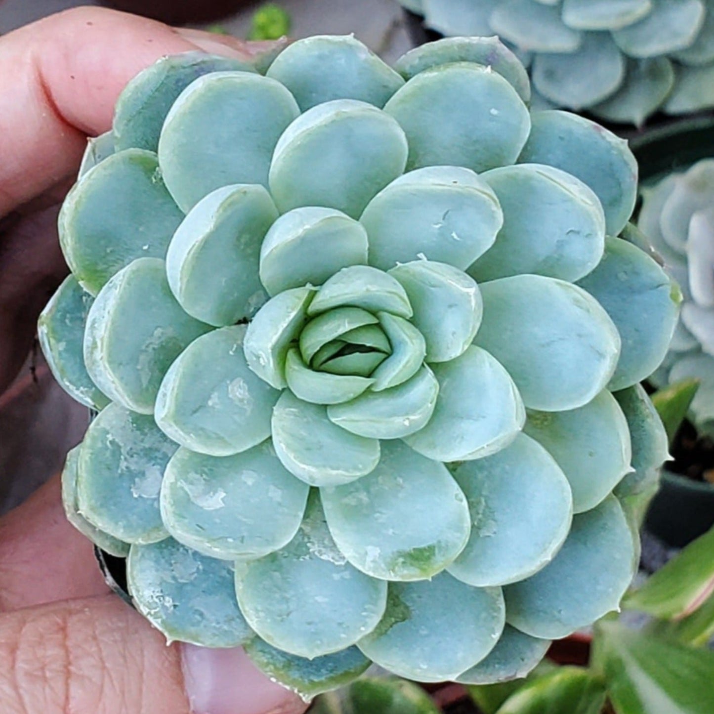 Echeveria elegans 'Mexican Snowball'