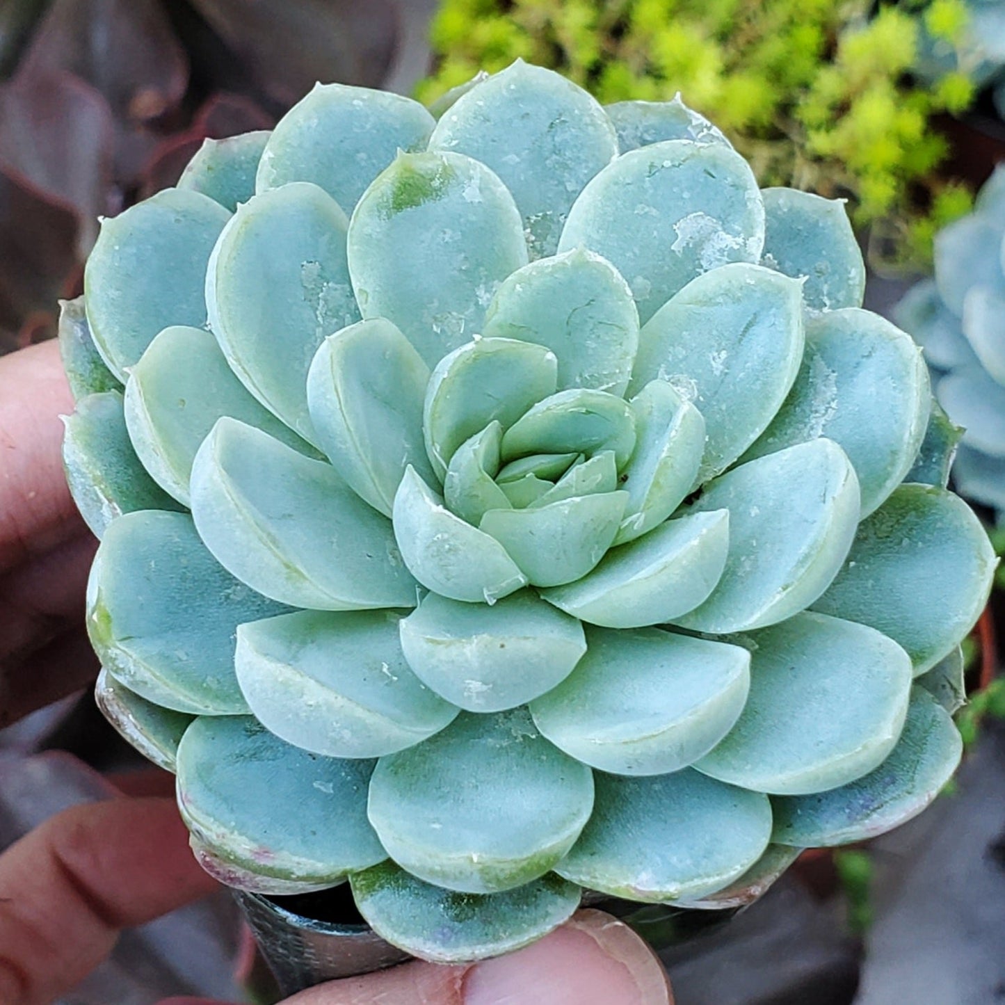 Echeveria elegans 'Mexican Snowball'