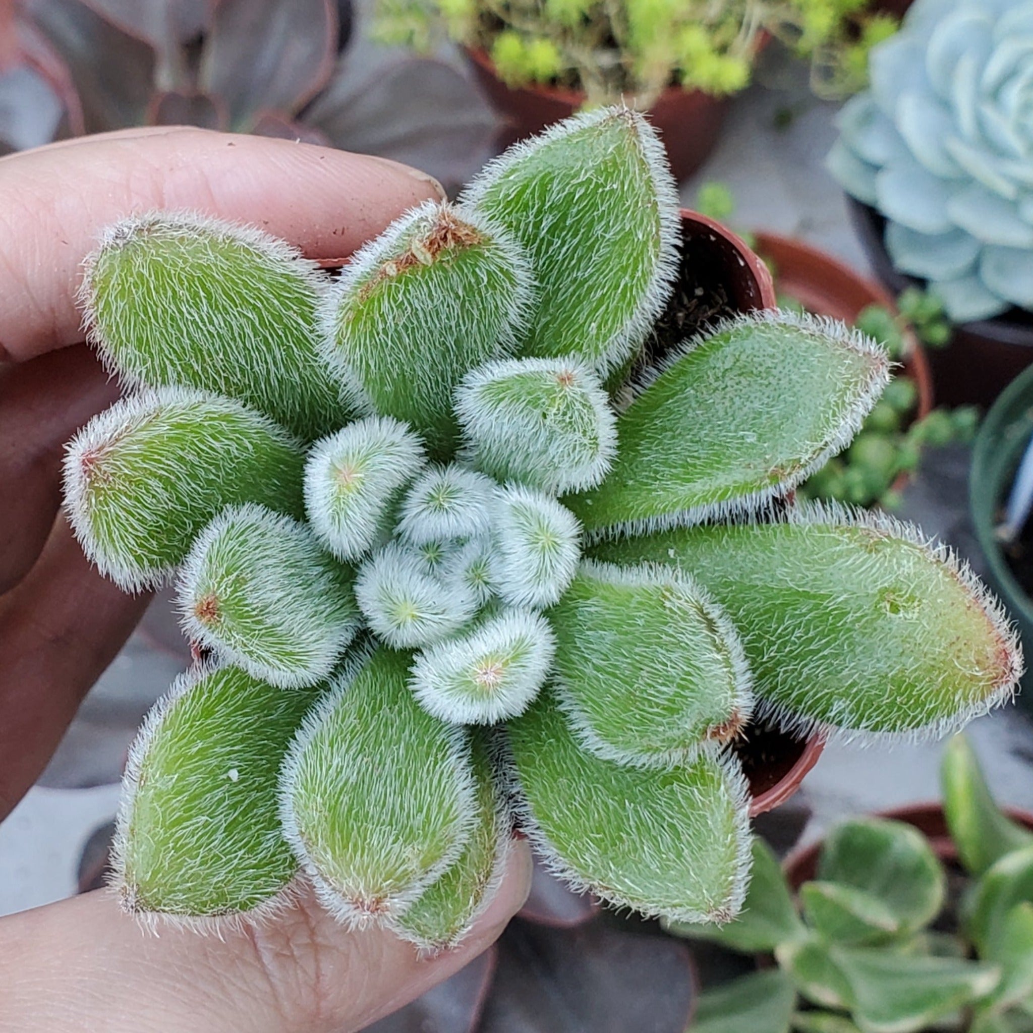 doris taylor succulent care Echeveria 'Doris Taylor'