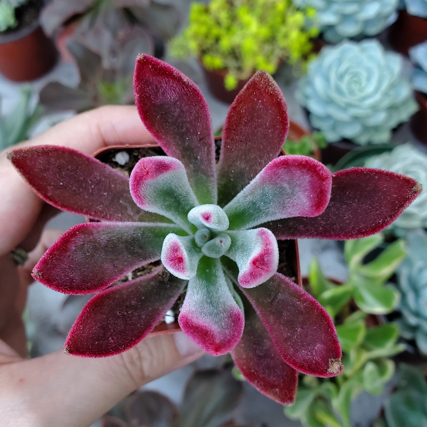 Echeveria pulvinata