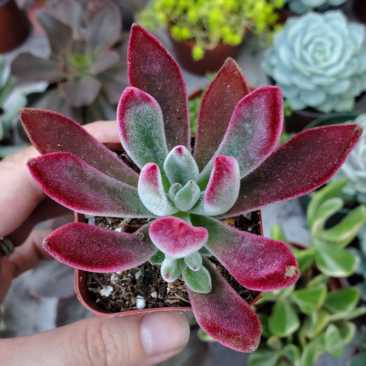 Echeveria pulvinata