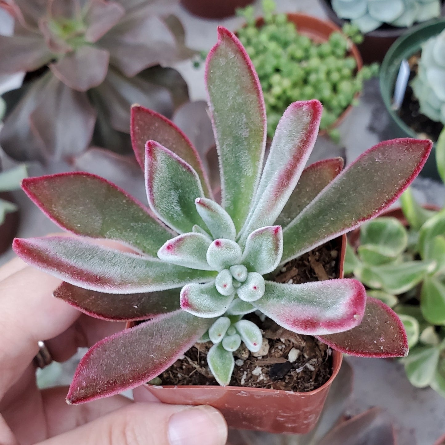 Echeveria harmsii 'Ruby Slippers'