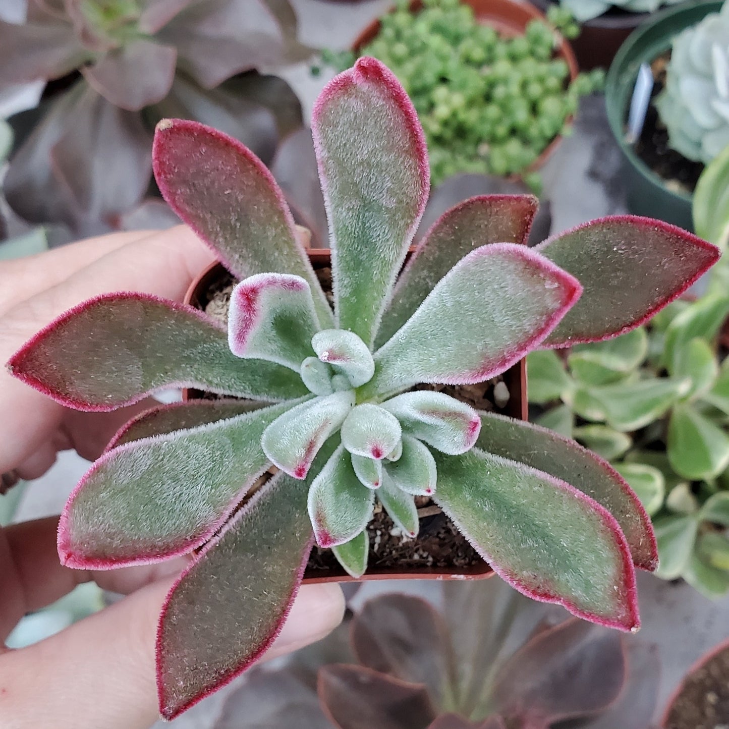Echeveria harmsii 'Ruby Slippers'
