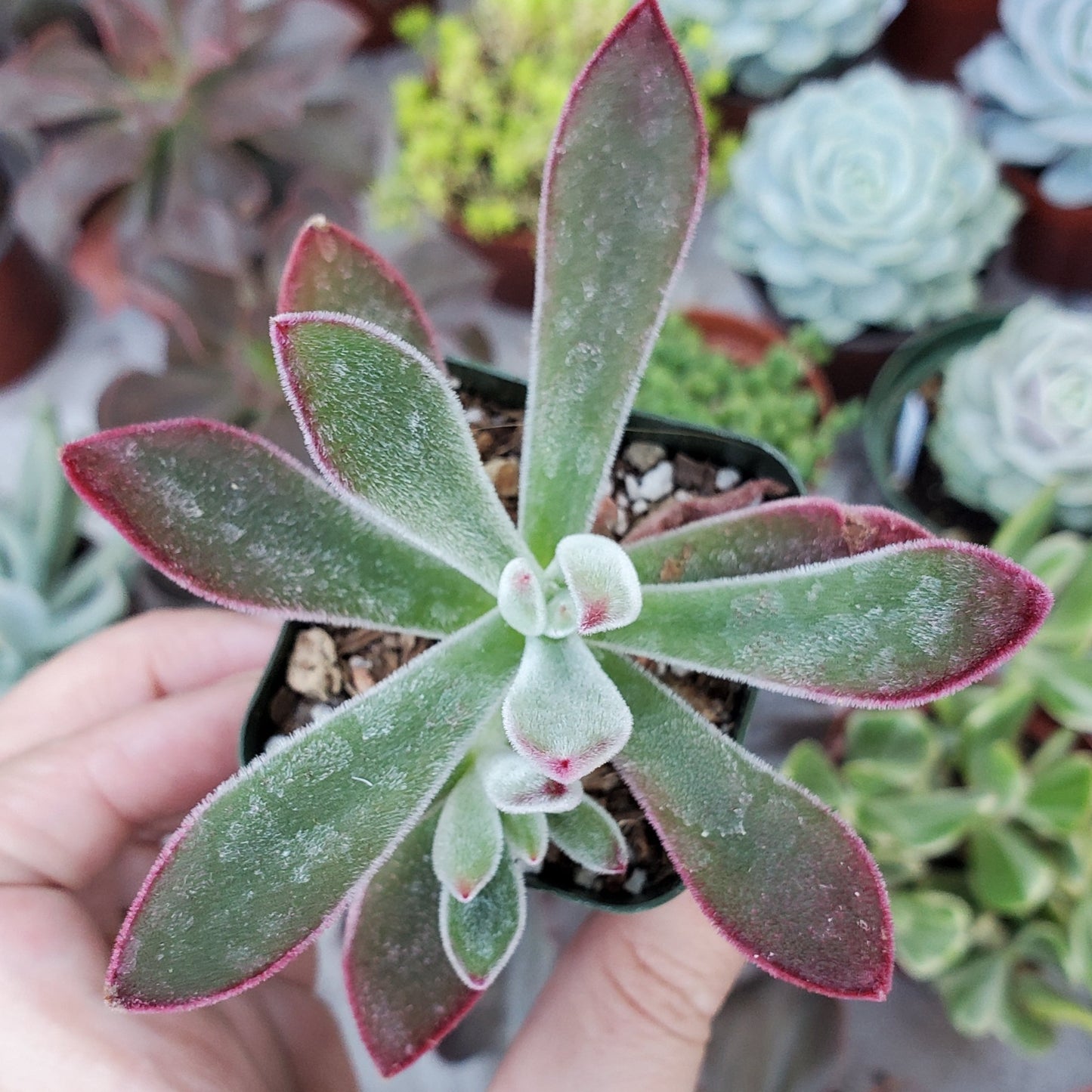 Echeveria harmsii 'Ruby Slippers'