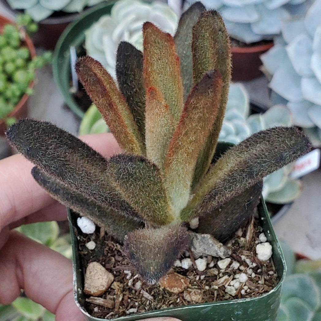 kalanchoe cinnamon succulent Kalanchoe tomentosa 'Cinnamon'