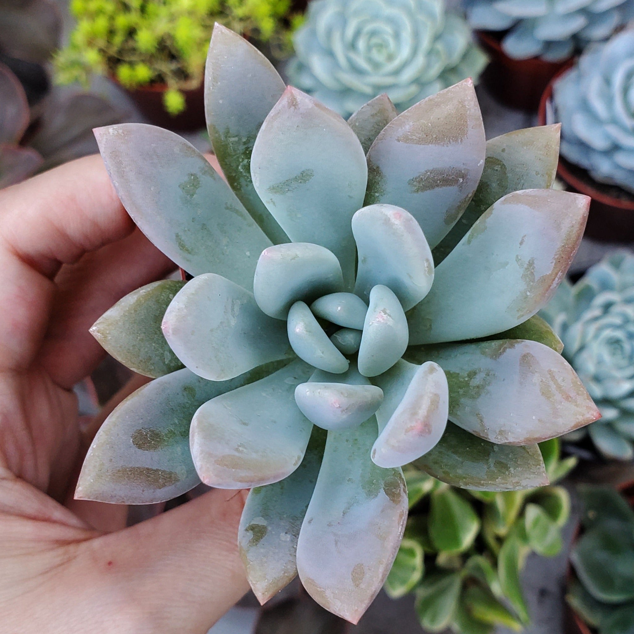 graptoveria opalina succulent Graptoveria 'Opalina'