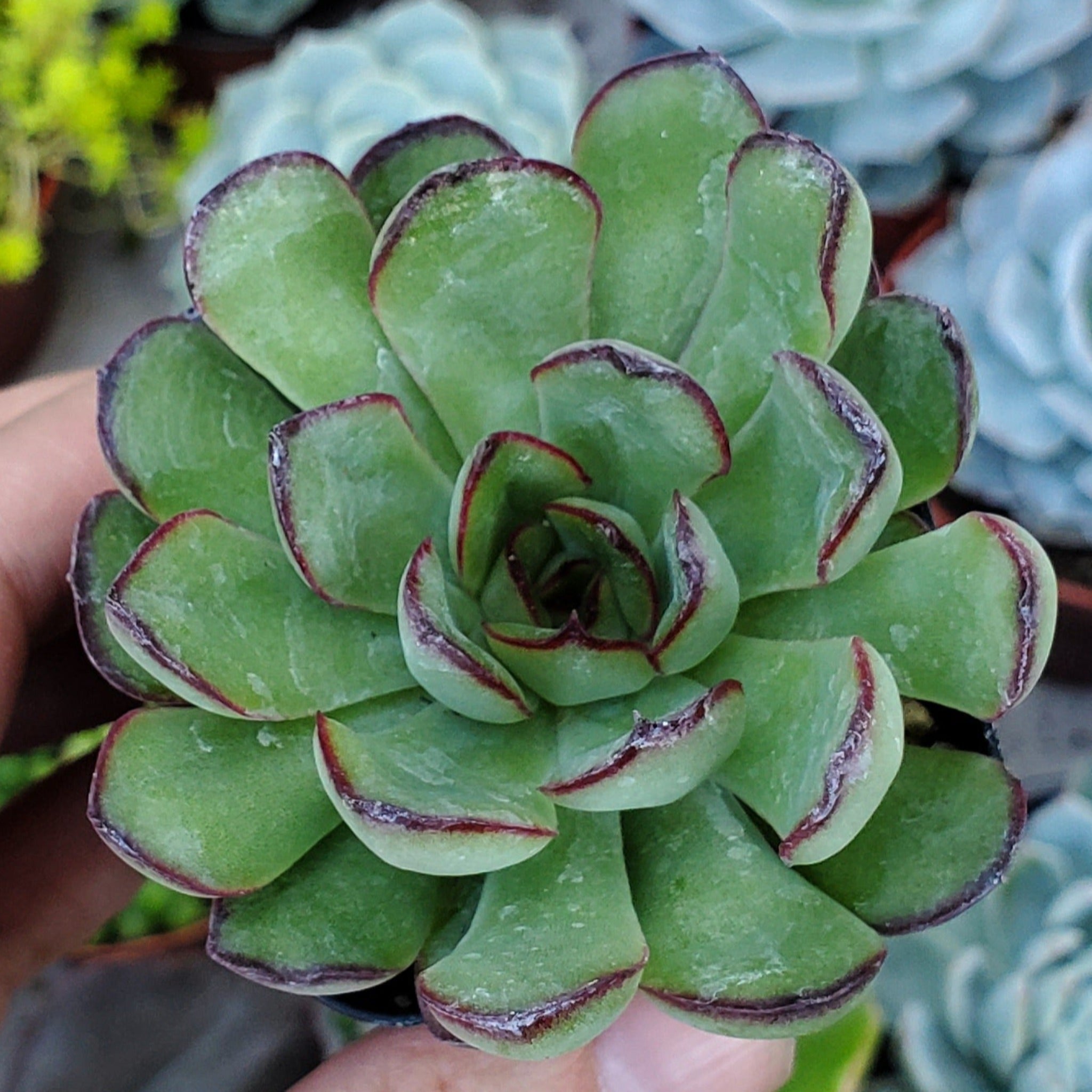 succulents from mexico Echeveria 'Mexican Pulidonis'