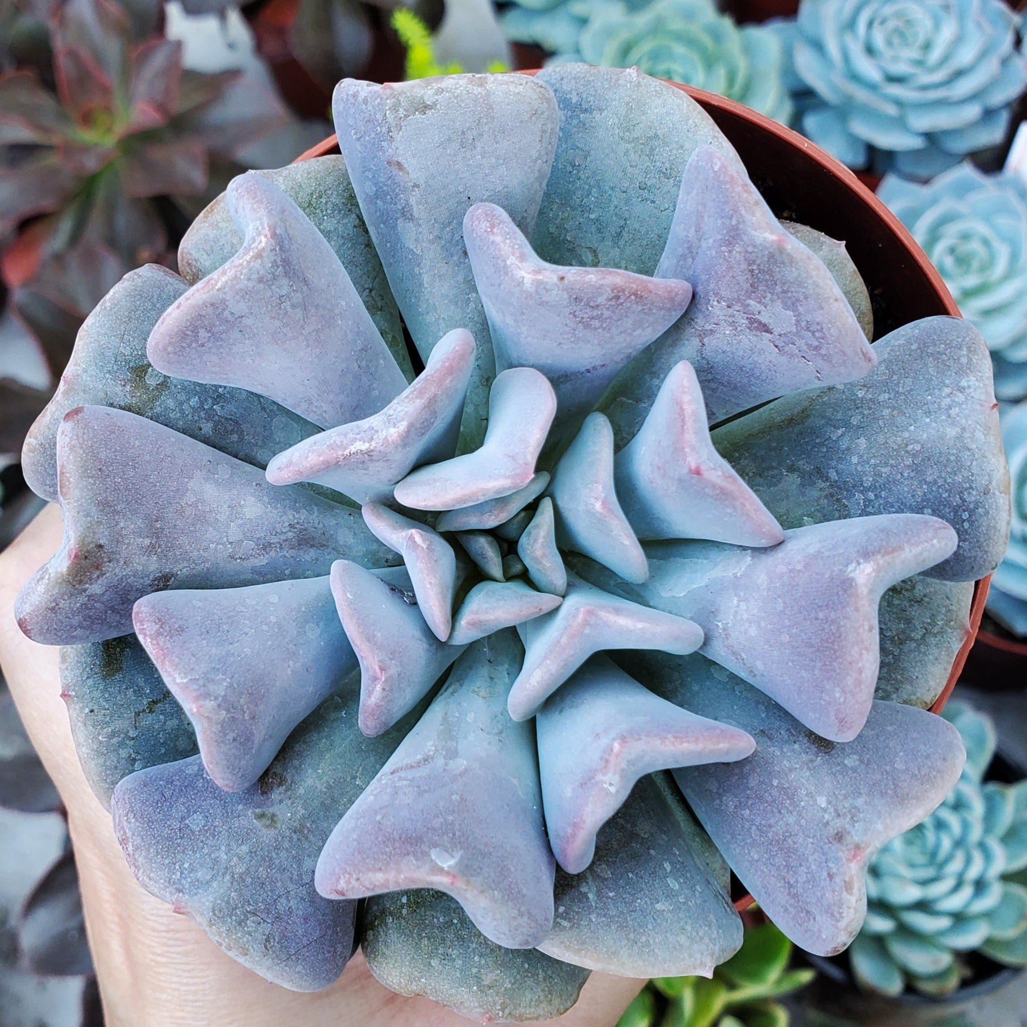 cubic frost succulent propagation Echeveria 'Cubic Frost' PP27527