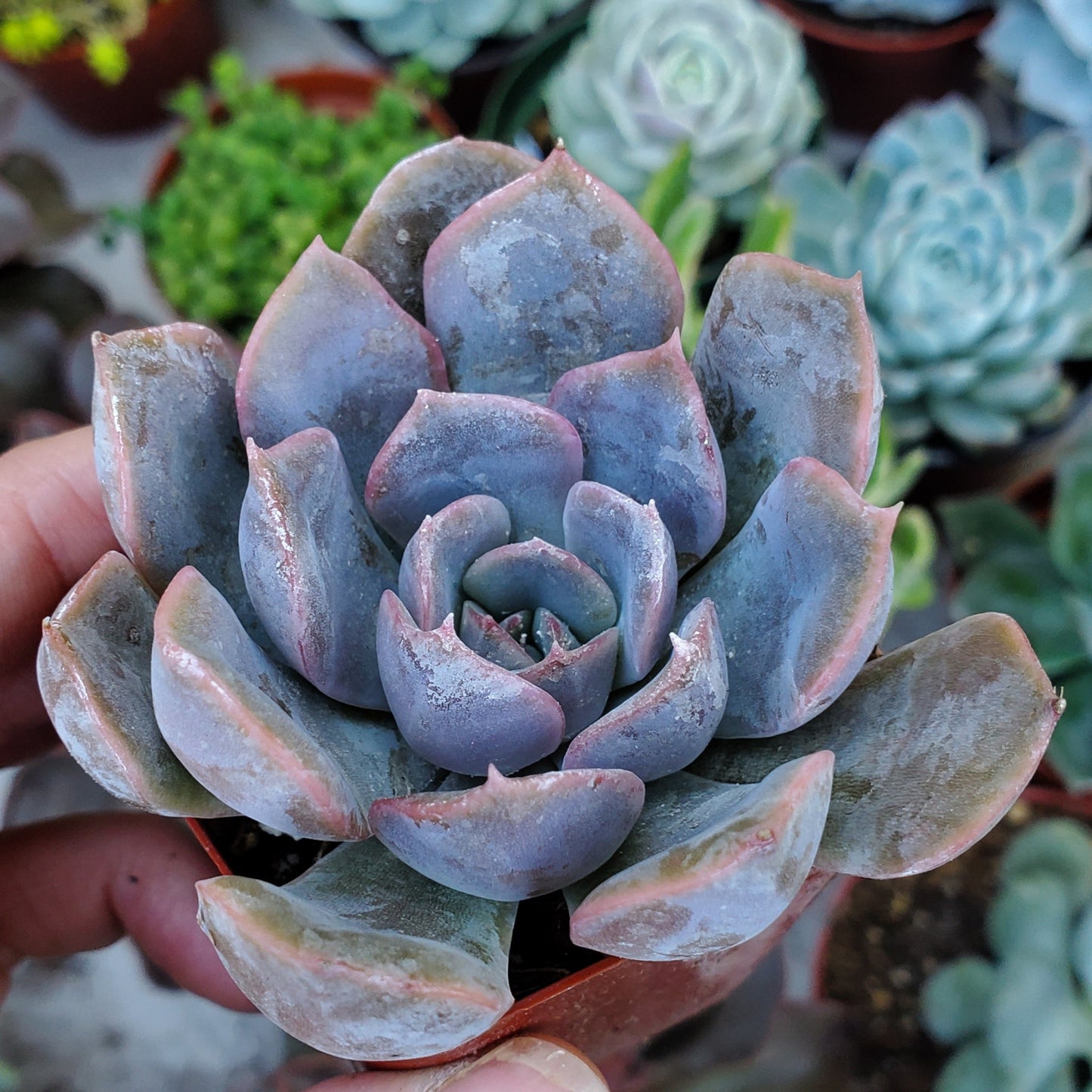 Echeveria 'Orion'
