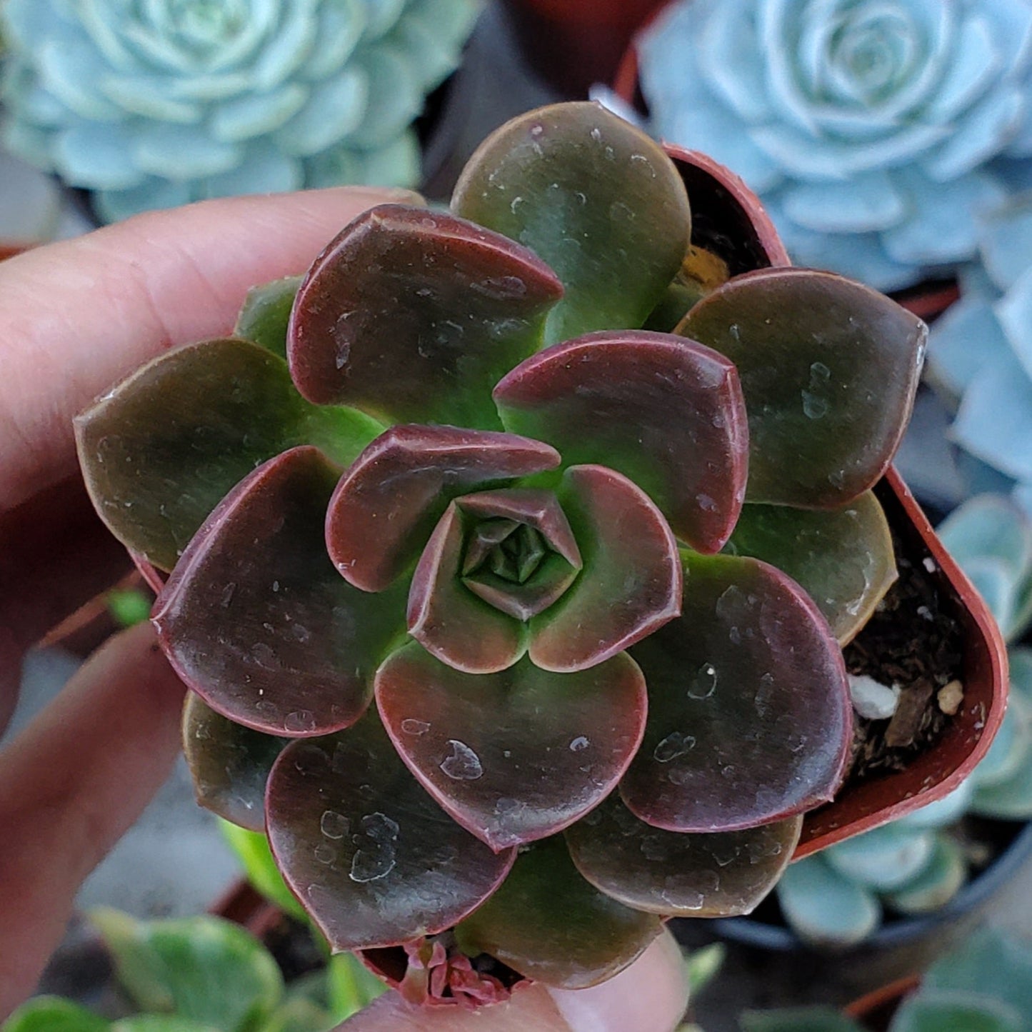 Echeveria 'Melaco'