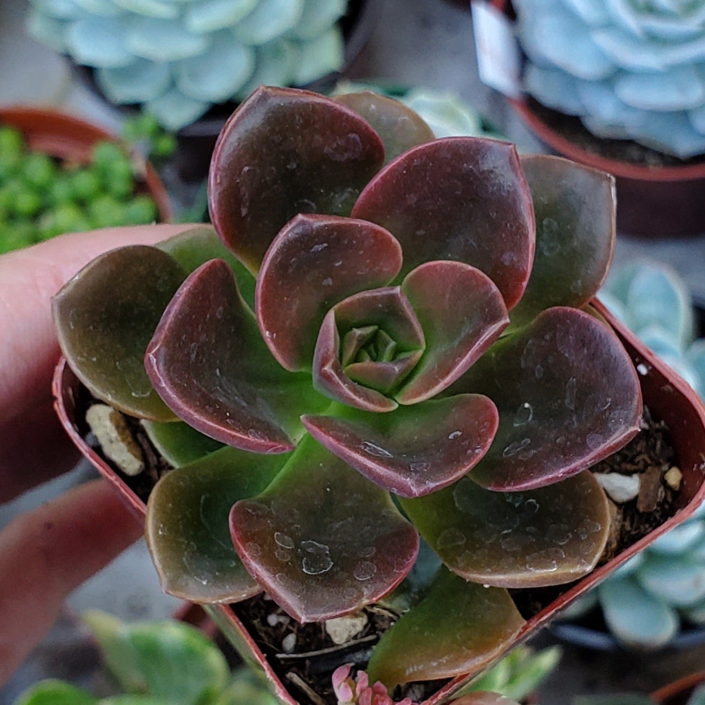 Echeveria 'Melaco'