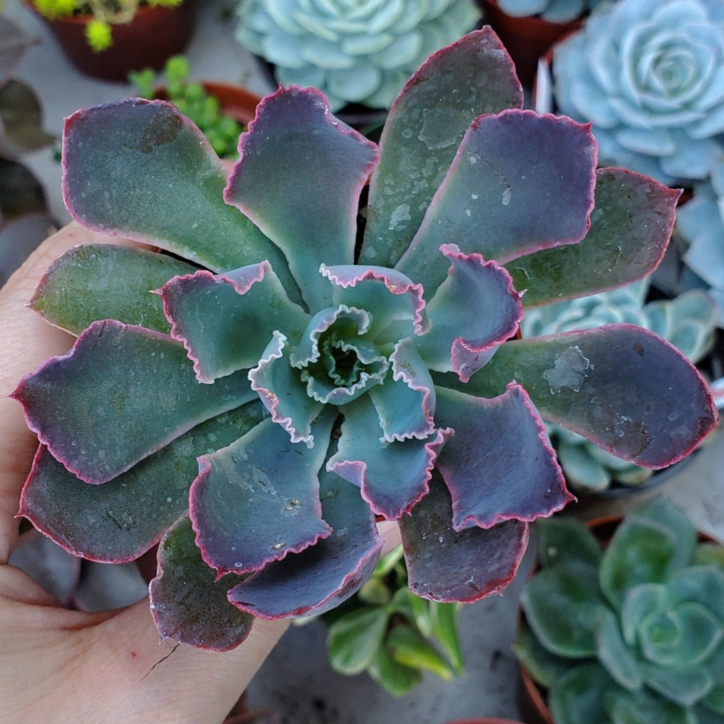 echeveria neon breaker succulent Echeveria 'Neon Breakers' PP21406