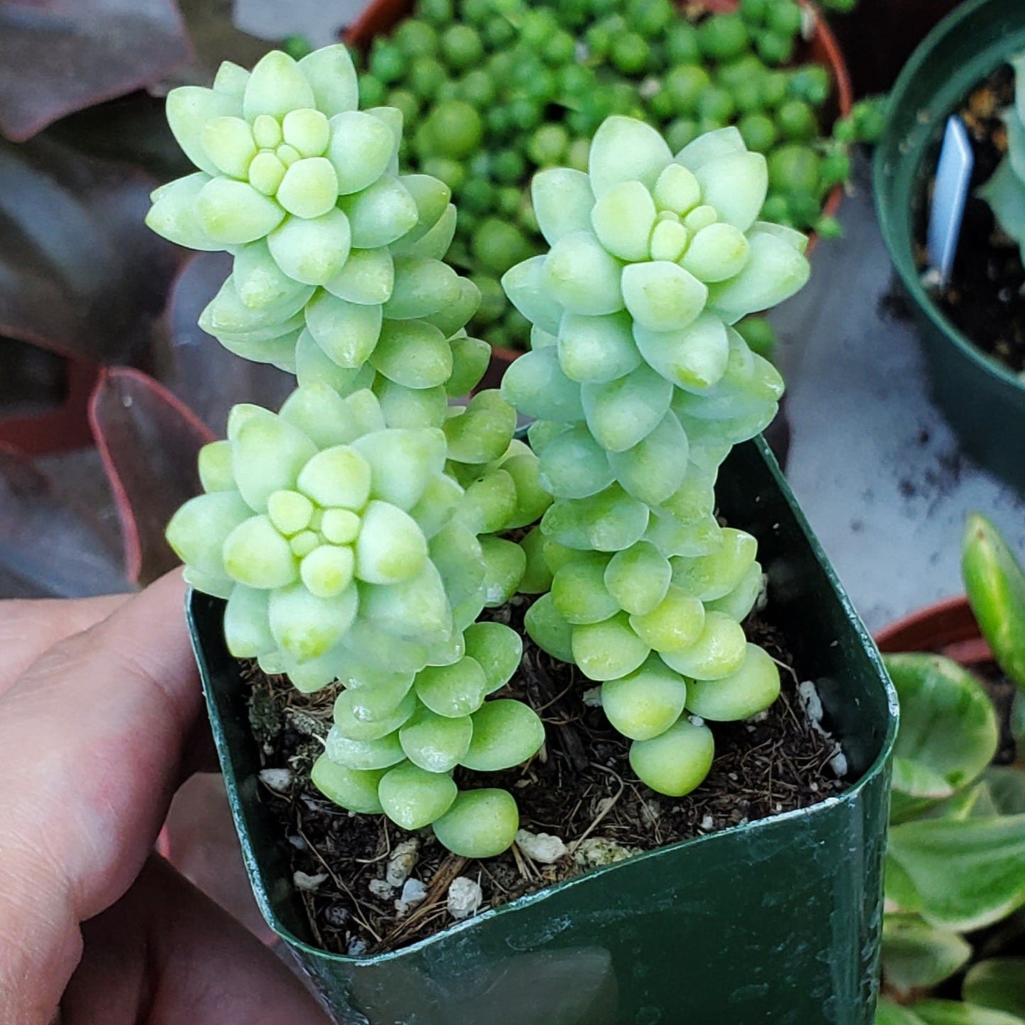 Sedum morganianum 'Burrito'