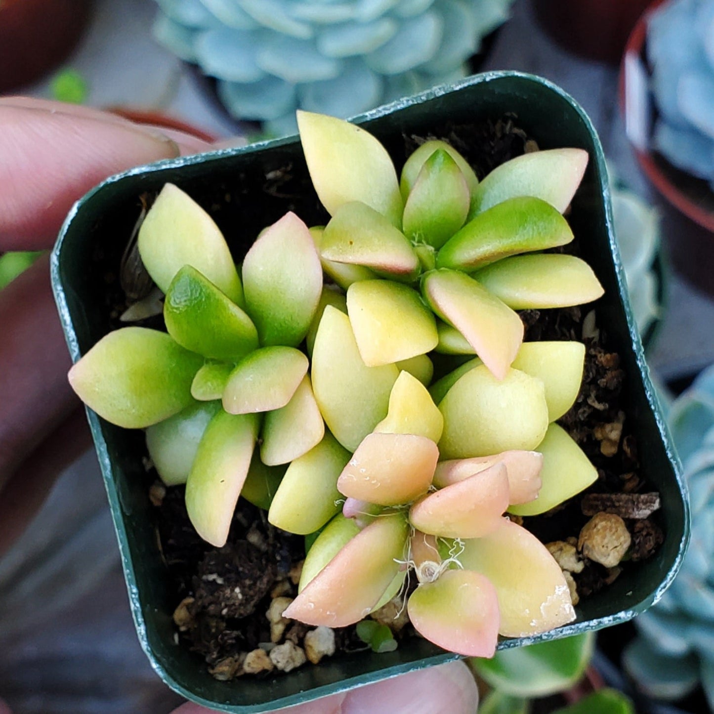 Anacampseros telephiastrum f. variegatum 'Sunrise'