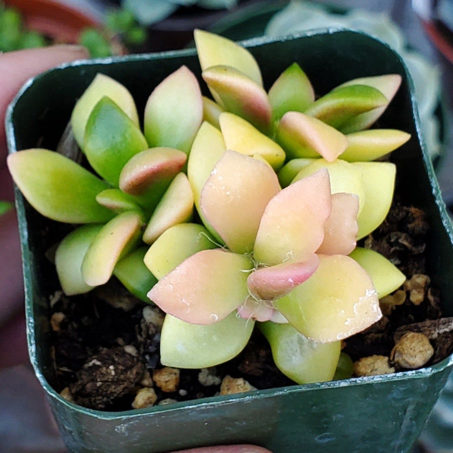 Anacampseros telephiastrum f. variegatum 'Sunrise'