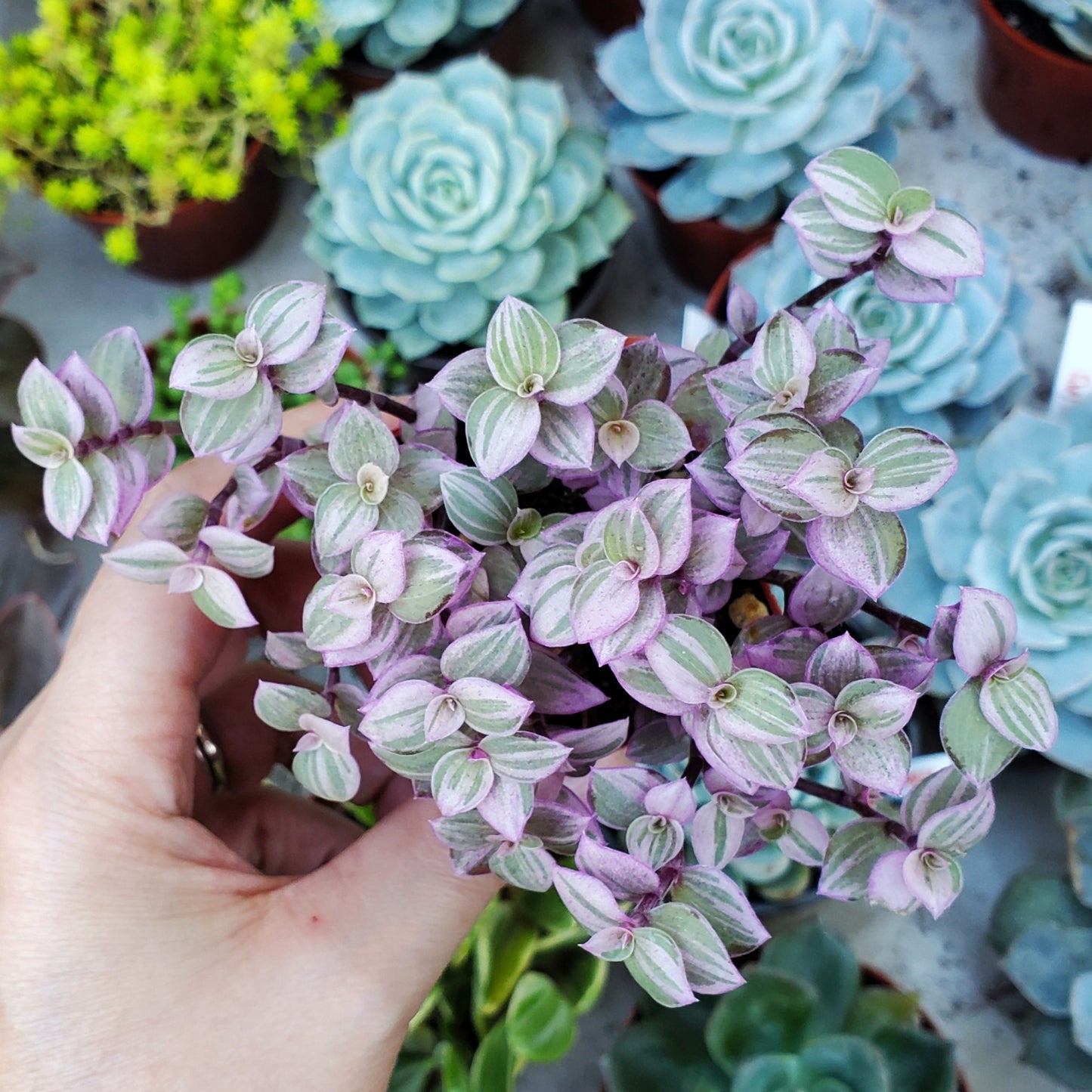 Callisia repens 'Pink Lady'