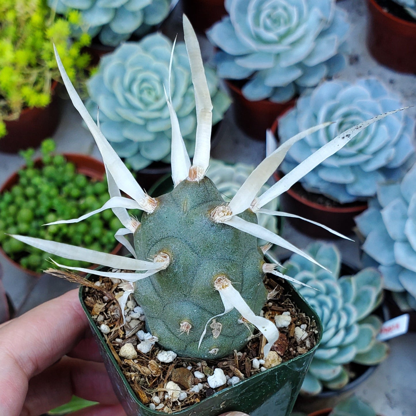 Tephrocactus articulatus var. papyracanthus 'Paper Spine Cactus'