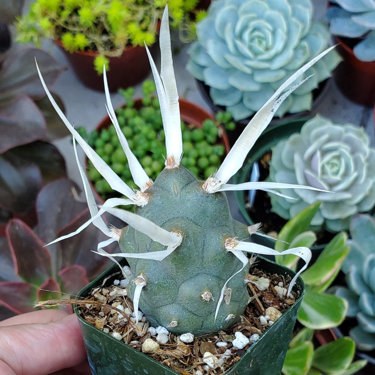 Tephrocactus articulatus var. papyracanthus 'Paper Spine Cactus'