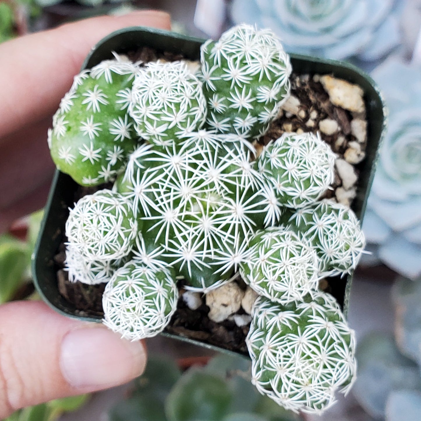 Mammillaria gracilis fragilis 'Thimble cactus'