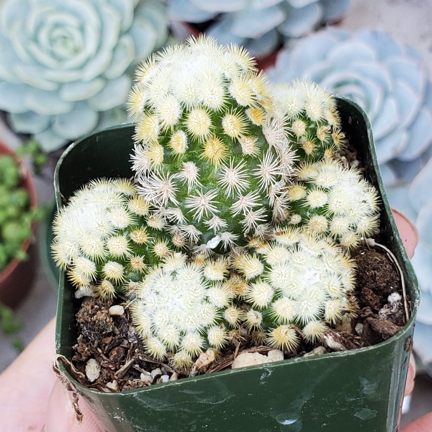 Mammillaria elongata Sp