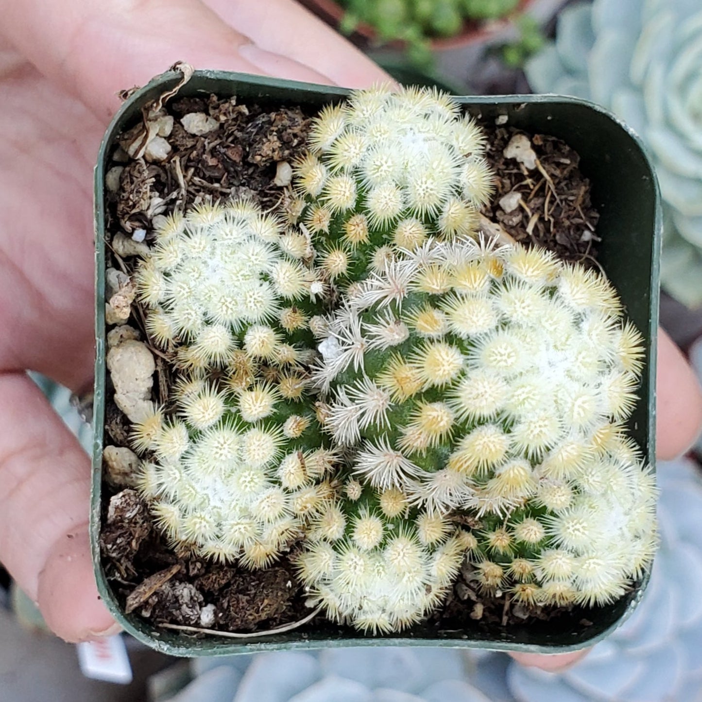 Mammillaria elongata Sp