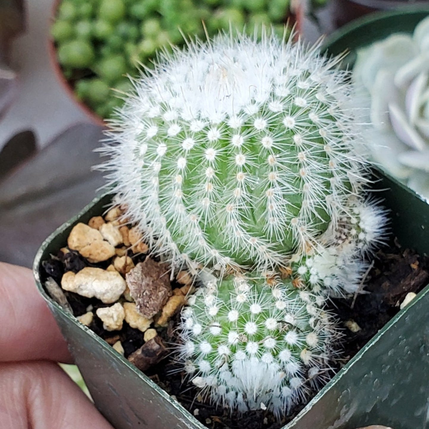 Parodia scopa 'Silver Ball Cactus'