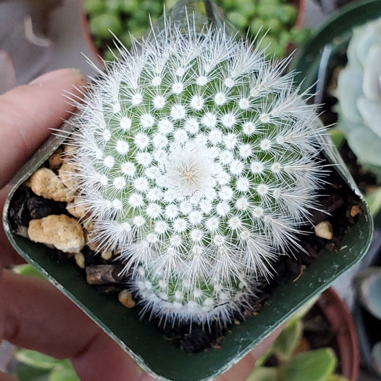 Parodia scopa 'Silver Ball Cactus'