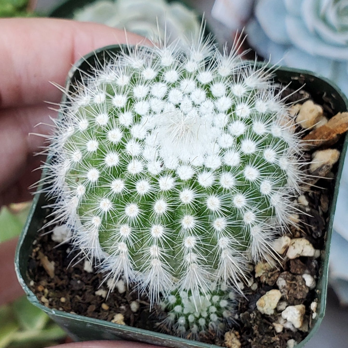 Parodia scopa 'Silver Ball Cactus'