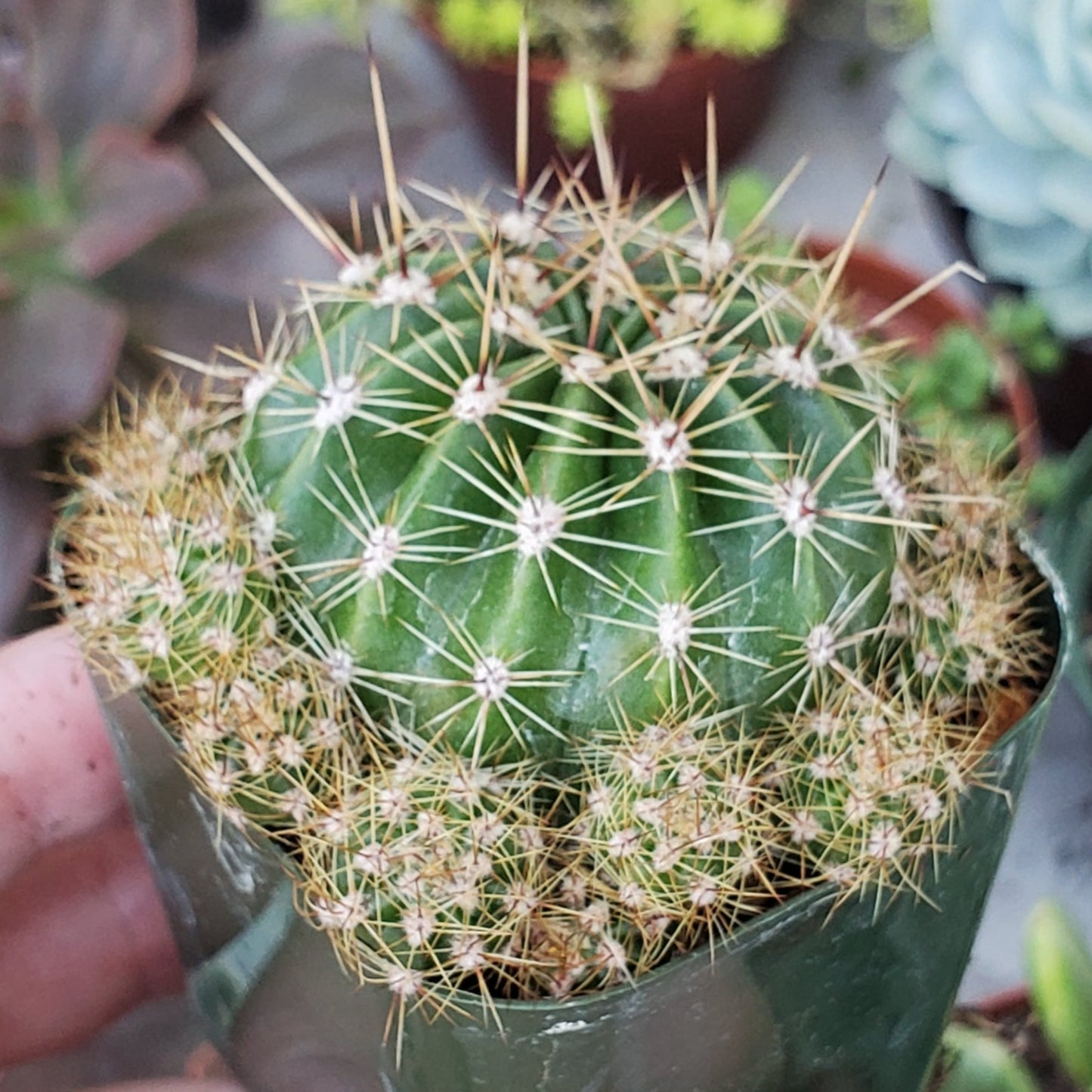 Echinopsis Hybrid