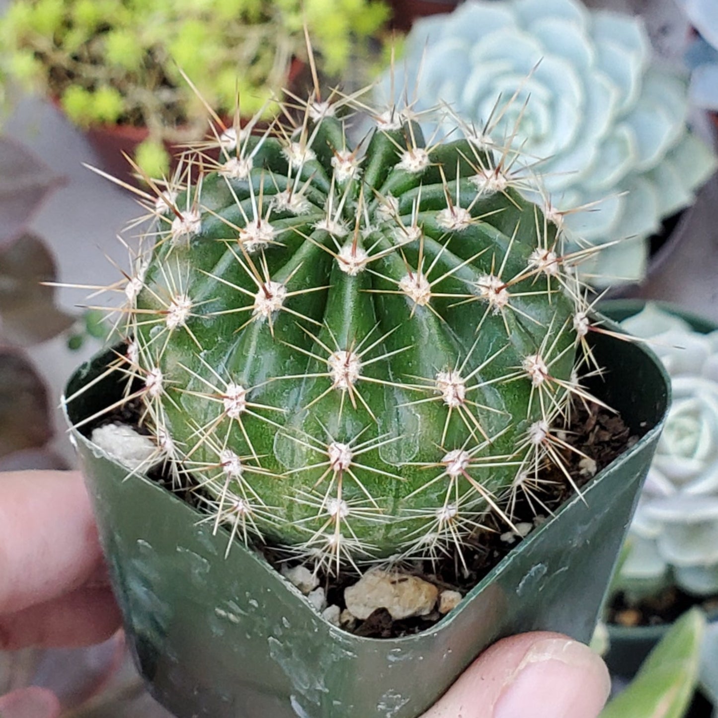 Echinopsis Hybrid