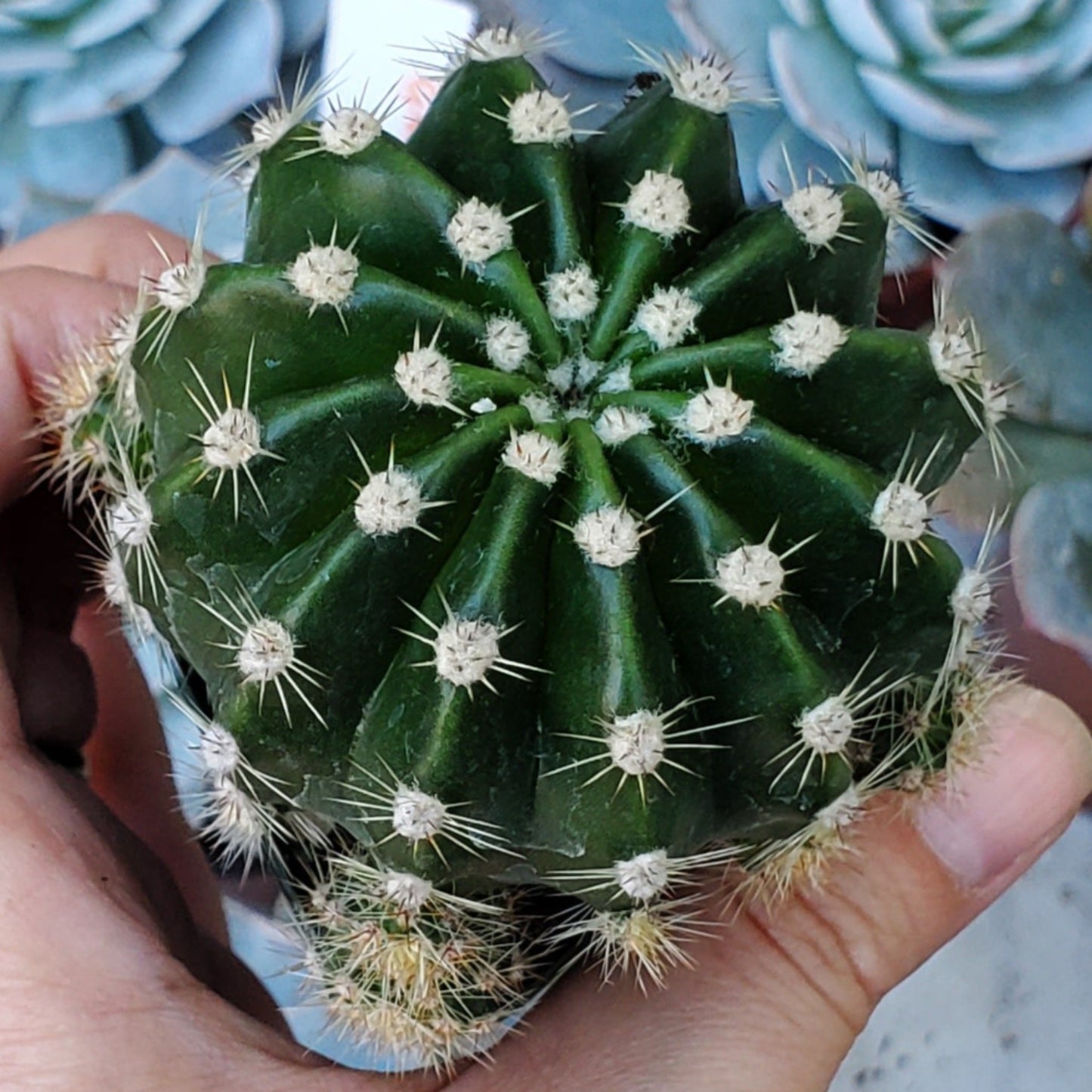 Echinobivia Hybrid
