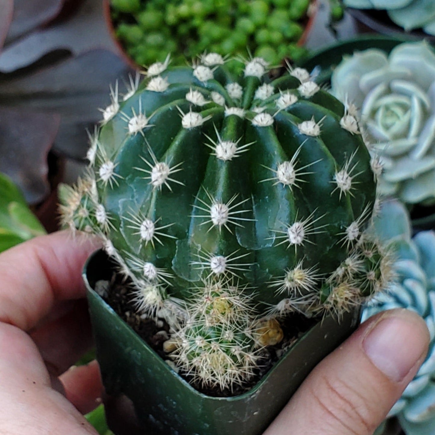 Echinobivia Hybrid