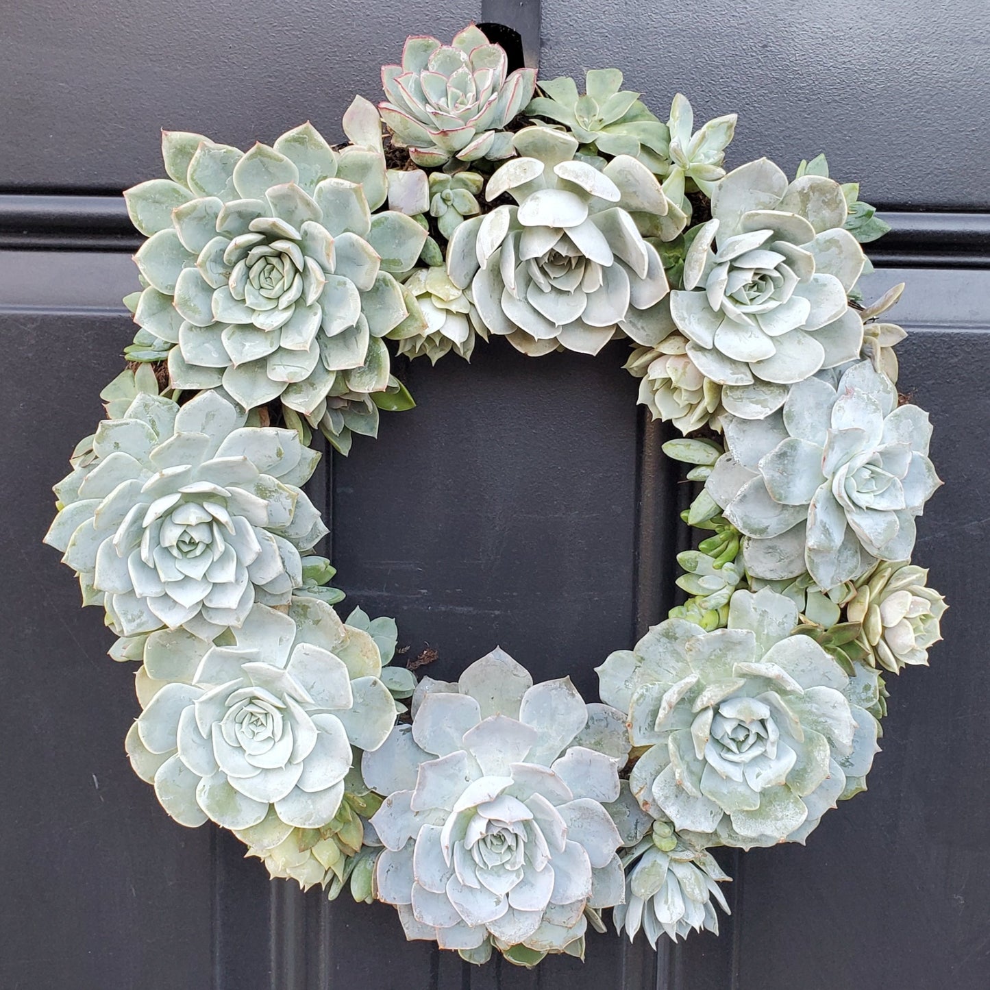 Leonna Living Wreath
